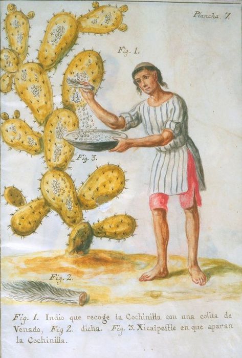 640px-Indian_collecting_cochineal (473x700, 63Kb)