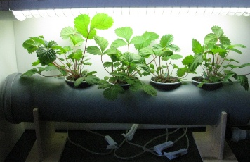 Как выращивать землянику на гидропонике?