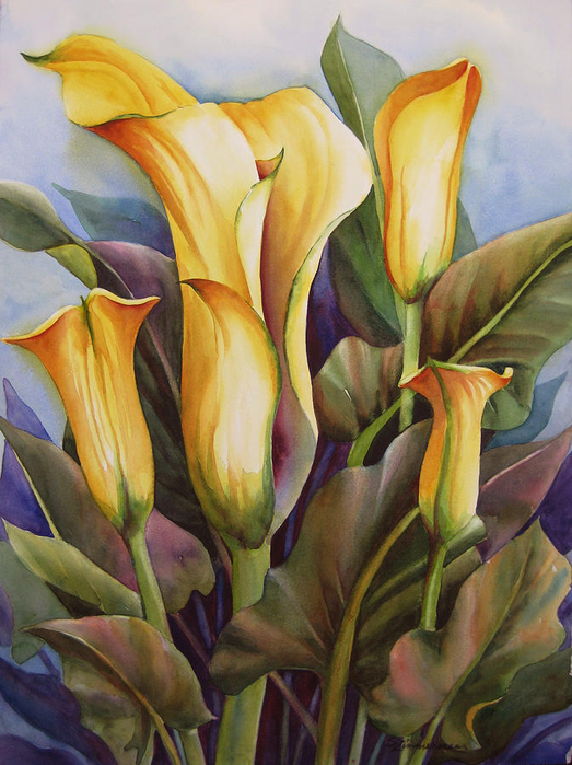 calla-lilies-sue-zimmermann (523x700, 434Kb)