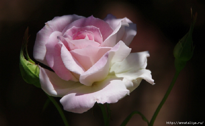 rose0948 (700x433, 132Kb)