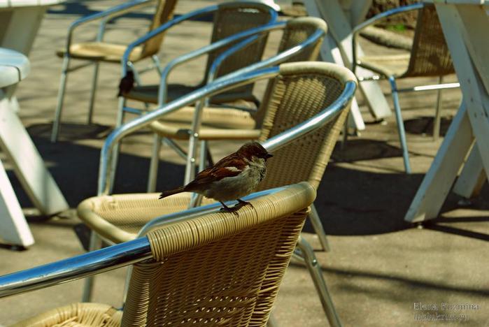 5704230_DSC_0213a (700x468, 52Kb)