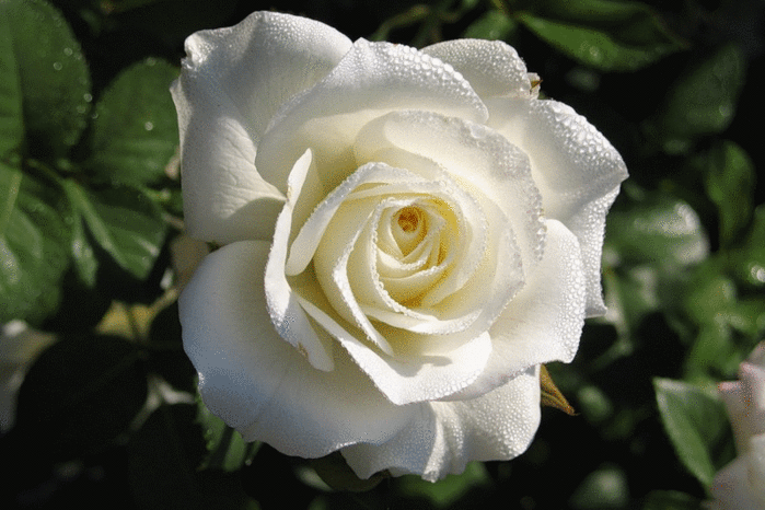 белая живая роза (699x466, 1813Kb)