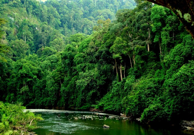 Borneo-Rainforest-660x460 (660x460, 146Kb)