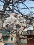 20150417_125422 (525x700, 424Kb)