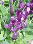 20150417_125537 (525x700, 434Kb)