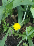 20150417_125620 (525x700, 398Kb)