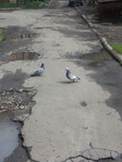 20150417_125705 (525x700, 365Kb)