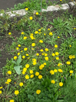 20150417_125738 (525x700, 628Kb)