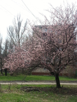 20150417_144627 (525x700, 485Kb)