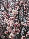 20150417_144645 (525x700, 579Kb)