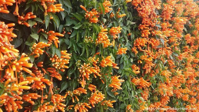 4428840_09_1_ (640x360, 227Kb)