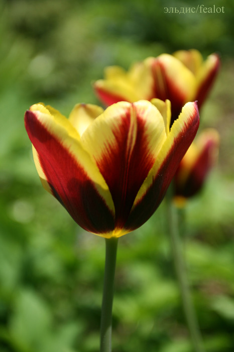 IMG_5860 (466x700, 68Kb)