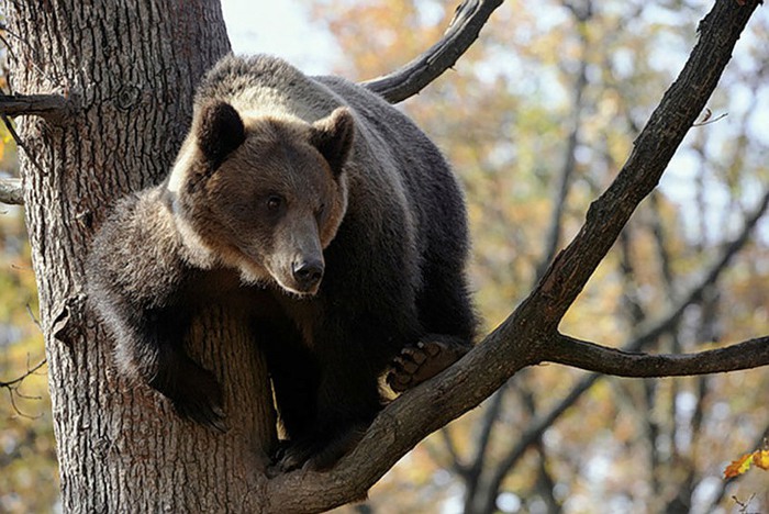 медведь на дереве (700x468, 109Kb)