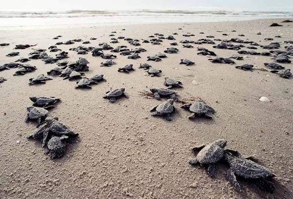 морская черепаха по пути в воду (600x407, 56Kb)