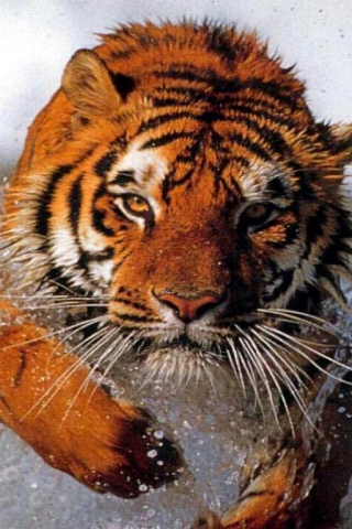 Bathing_tiger (320x480, 145Kb)