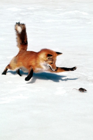Fox_in_nature (320x480, 97Kb)