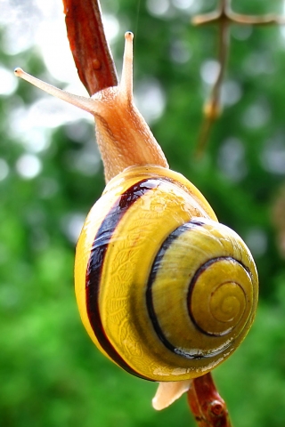 Yellow_snail (320x480, 113Kb)