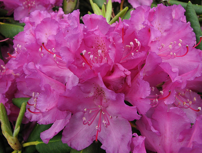 Roan Mountain Rhododendron  Flickr - Photo Sharing! (700x528, 1009Kb)