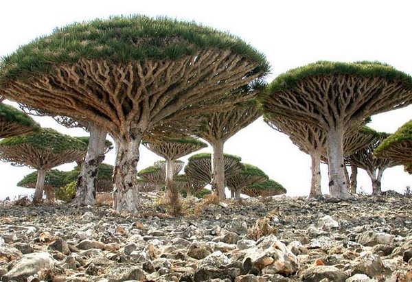 Socotra_Island_10[1] (600x411, 87Kb)