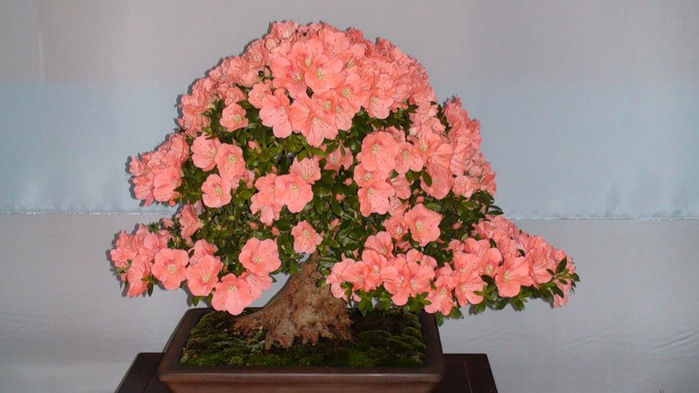3303834_0_28287_6cee3958_XL (700x393, 70Kb)