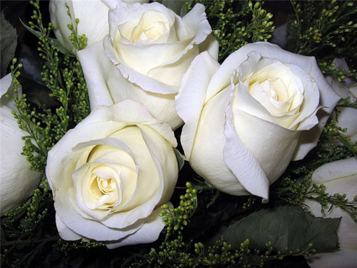 розы белые (699x525, 295Kb)