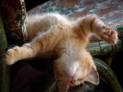3180456_1263273657_sleeping039 (400x300, 24Kb)