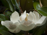  _DSC0273 (700x523, 242Kb)