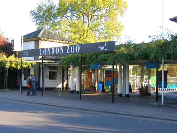 Зоопарк Лондона. 75265672_london_zoo1_b