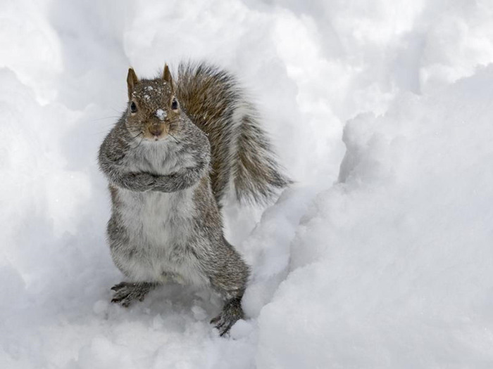 Squirrels-in-the-Winter-belka_zveri_ru (700x525, 62Kb)