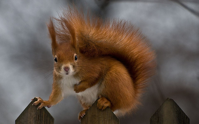 Белочки. Squirrel-Pics-belka_zveri_ru_Squirrel (700x437, 82Kb)