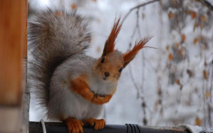 Busy-Little-Squirrel-belka_zveri_ru-Winter (700x437, 73Kb)