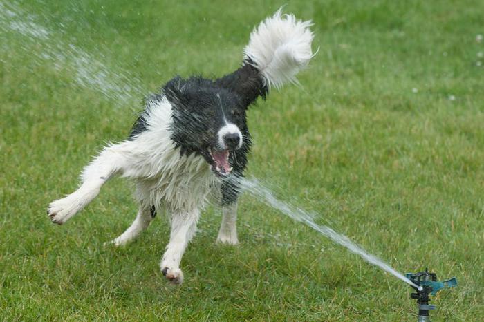 dogs-vs-sprinklers-09 (700x466, 55Kb)