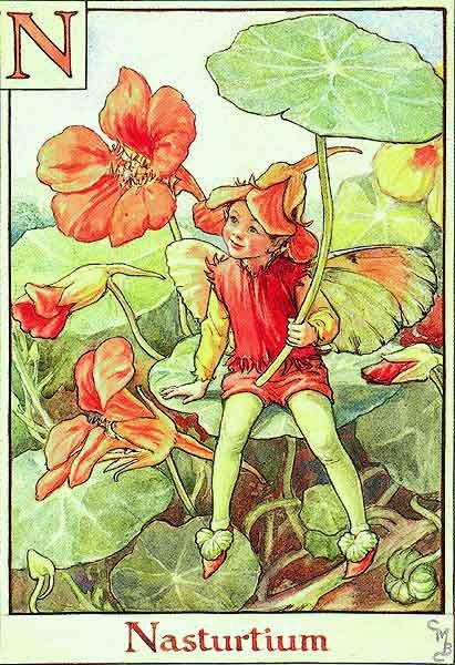 Азбука цветочных фей от Cicely Mary Barker!!!!классные феечки 1273152113_14 (411x600, 90Kb)