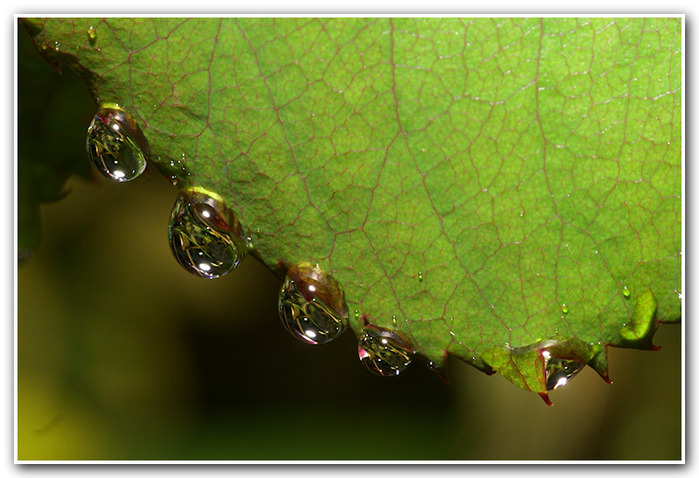 10_drops (700x478, 123Kb)