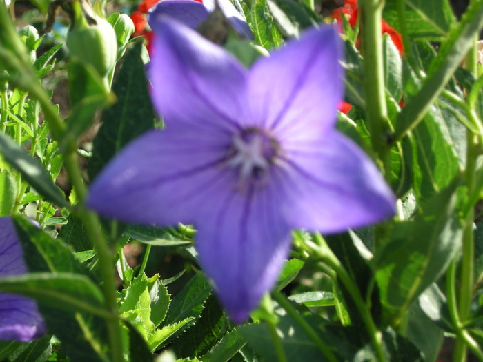 DSCN3251 (700x525, 102Kb)