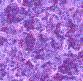  siren122 (83x81, 2Kb)