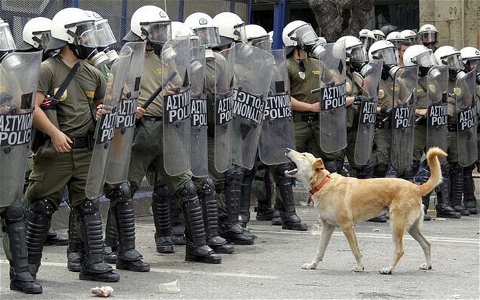 Колбаса возвращается! Знаменитая собака демонстрака, которая участвует во всех протестах Греции