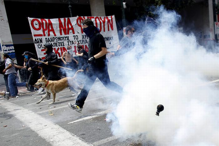 Колбаса возвращается! Знаменитая собака демонстрака, которая участвует во всех протестах Греции