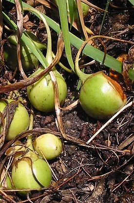 275px-Mandragore_officinale_fruits (275x417, 47Kb)