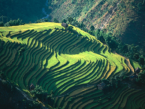 Nepal-03-rizieres (500x375, 115Kb)