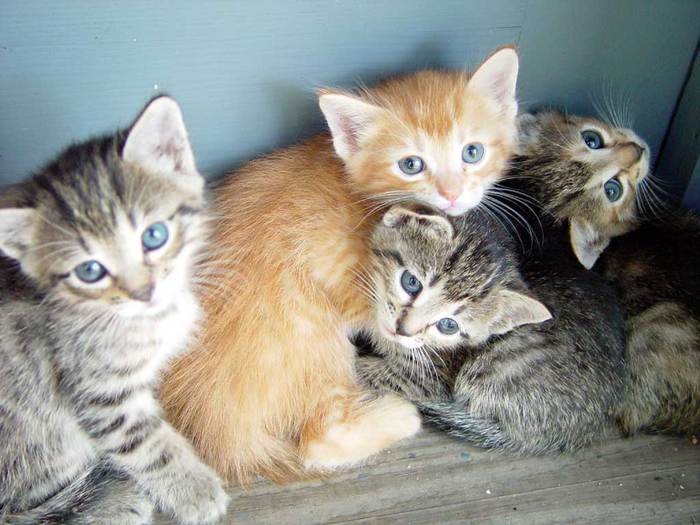 cute-kittens (700x525, 55Kb)