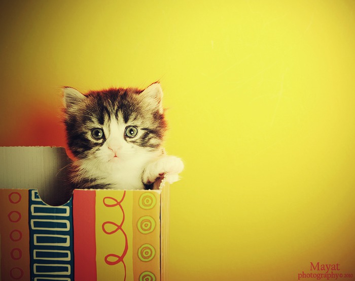 cute_look_Kitten_1_3_by_mayat_s (700x553, 59Kb)