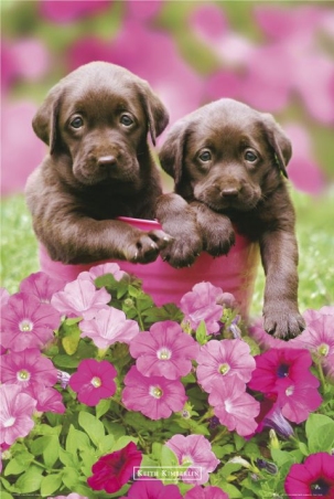 lgph0234+chocolate-puppies-keith-kimberlin-poster (303x452, 104Kb)