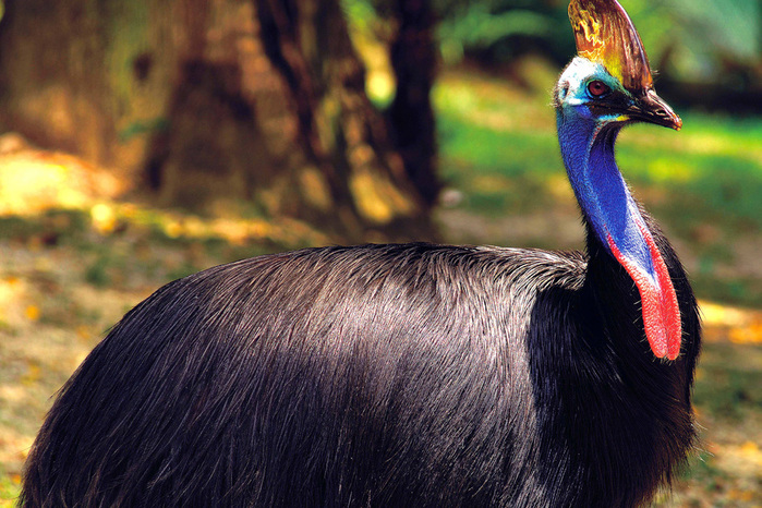 The_Rainforest_Habitat_0 (700x466, 176Kb)