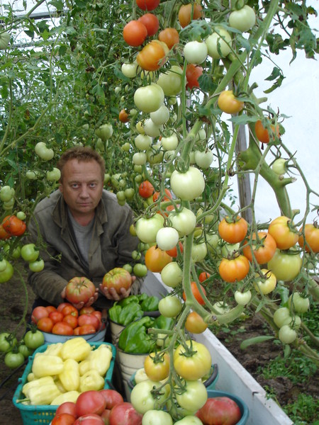 гряды овощи огород урожай пермакультура помидоры