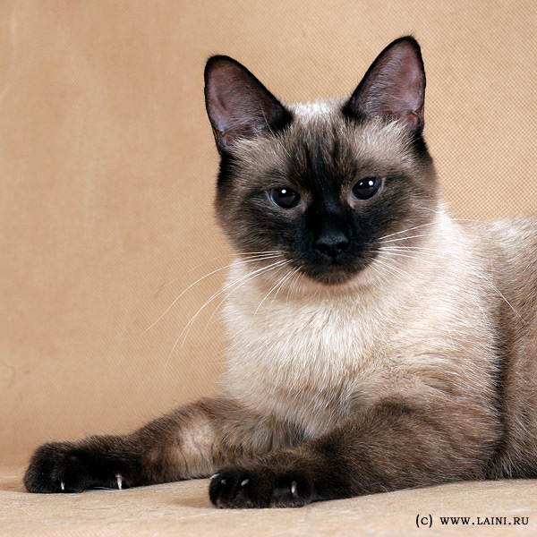 сиамская кошка чем отличается от тайской кошки