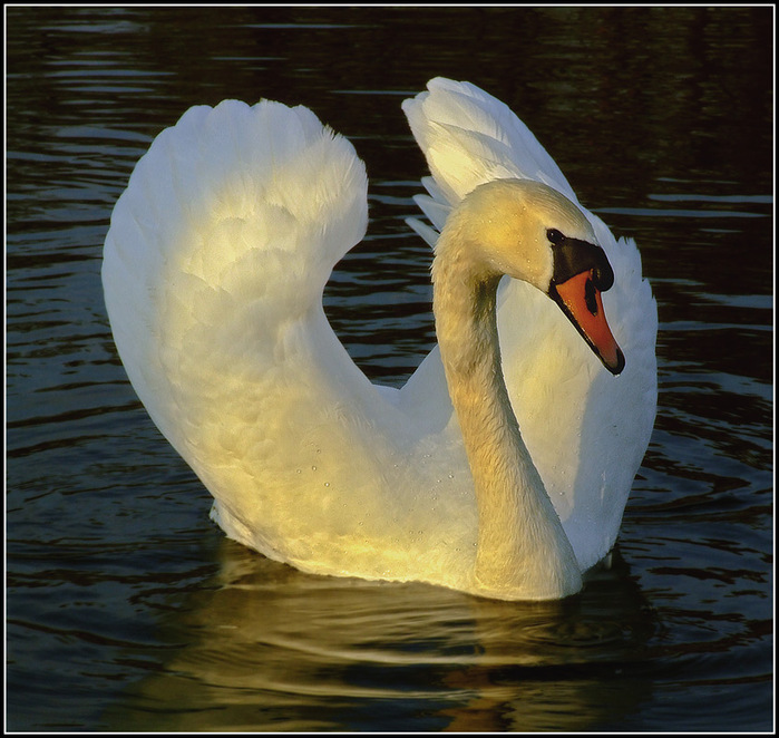 3303834_Swans3 (700x662, 154Kb)