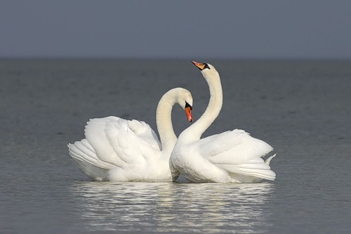 3303834_Swans10 (500x333, 26Kb)