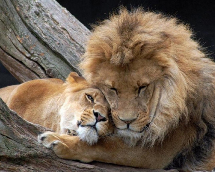 3475983_love-1 (700x560, 240Kb)