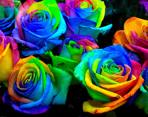 rainbow-roses (500x395, 193Kb)
